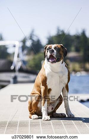 Portrait of dog sitting on jetty View Large Photo Image Stock Image - Portrait of dog sitting on jetty. Fotosearch