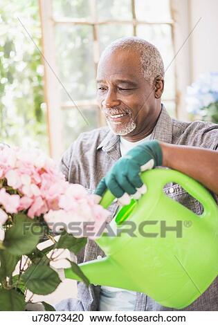Stock Image - Portrait of man watering flowers in greenhouse. Fotosearch
