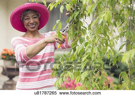 Portrait of senior woman pruning branch View Large Photo Image Stock Photography - Portrait of senior woman pruning branch. Fotosearch