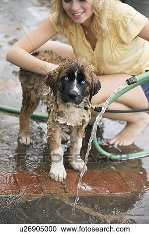 Stock Image - Portrait of young woman washing her dog. Fotosearch
