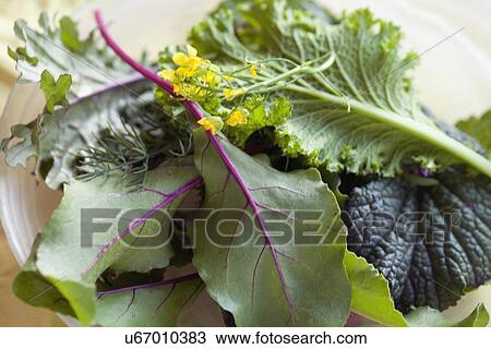 Salad greens View Large Photo Image Stock Image - Salad greens. Fotosearch