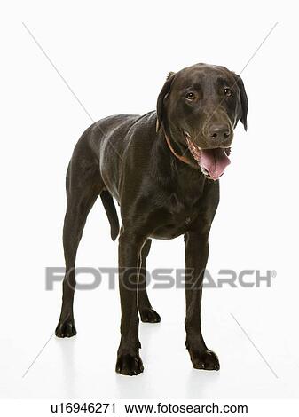 Studio shot of chocolate labrador View Large Photo Image Stock Image - Studio shot of chocolate labrador. Fotosearch