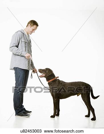 Stock Image - Studio shot of young man with chocolate labrador. Fotosearch