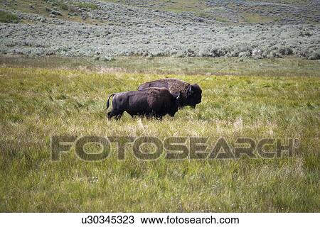Two buffalo grazing View Large Photo Image Stock Image - Two buffalo grazing. Fotosearch
