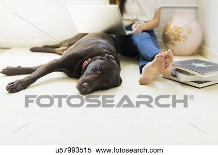Young woman with labrador View Large Photo Image Stock Photography - Young woman with labrador. Fotosearch