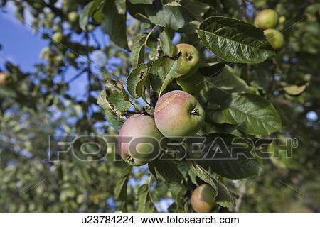 Picture - Close-up of apples ripening on tree. Fotosearch