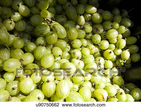 Stock Image - Close up of bunch of gooseberries. Fotosearch