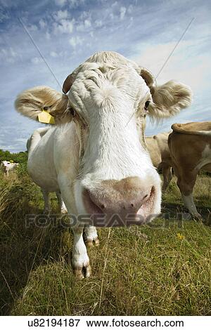 Stock Photo - Close-up of cow in pasture against blue sky. Fotosearch