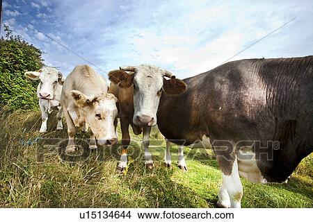 Picture - Close-up of cows in pasture against blue sky. Fotosearch