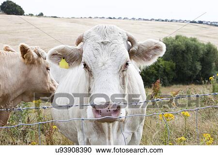 Stock Image - Close-up of cows in pasture against blue sky. Fotosearch