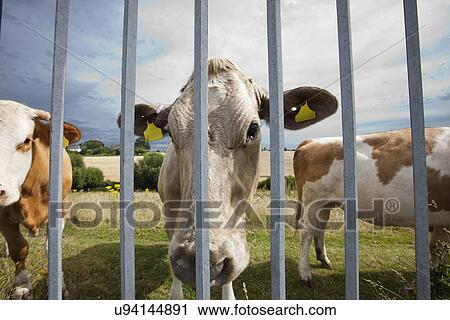 Stock Image - Close-up of cows in pen against blue sky. Fotosearch