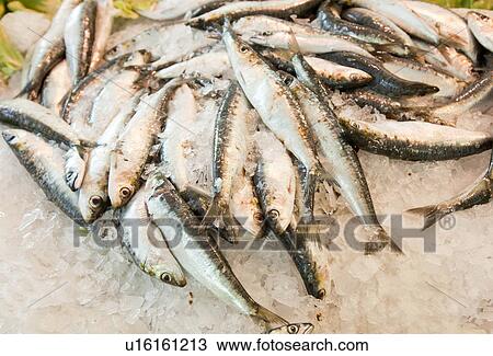 Close-up of fresh fish in ice at market View Large Photo Image Stock Image - Close-up of fresh fish in ice at market. Fotosearch