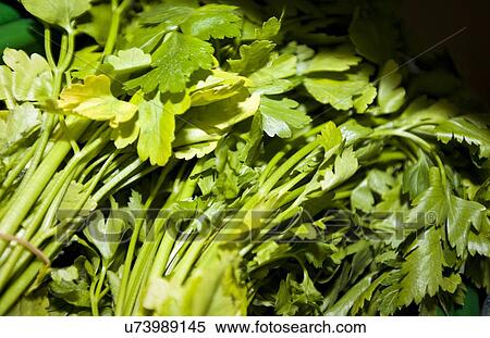 Stock Photography - Close-up of fresh parsley leaves in supermarket. Fotosearch