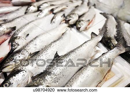 Close-up of freshly caught fishes in market View Large Photo Image Stock Image - Close-up of freshly caught fishes in market. Fotosearch