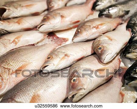 Close-up of freshly caught fishes in market View Large Photo Image Stock Photograph - Close-up of freshly caught fishes in market. Fotosearch