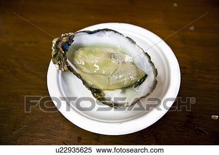 Close up of oyster View Large Photo Image Stock Photography - Close up of oyster. Fotosearch