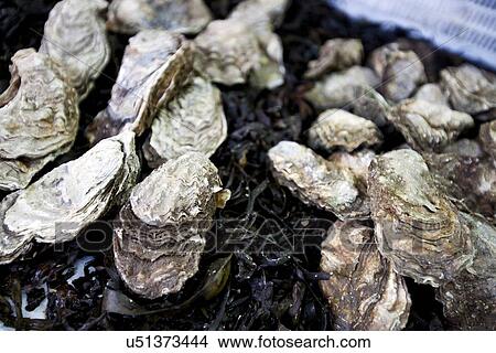 Close up of oysters View Large Photo Image Picture - Close up of oysters. Fotosearch