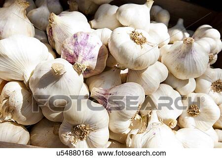Stock Photo - Close up of purple white garlic. Fotosearch