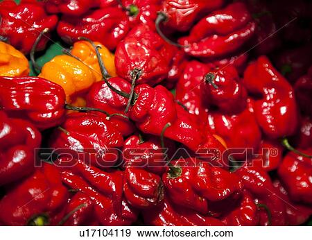 Close-up of red chillies in grocery store View Large Photo Image Stock Photo - Close-up of red chillies in grocery store. Fotosearch