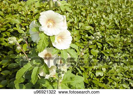 Stock Image - Close up of white flowers. Fotosearch