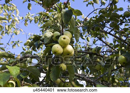 Stock Image - Close-up view of green apples growing on tree. Fotosearch