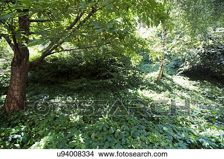Close-up view of woodland View Large Photo Image Picture - Close-up view of woodland. Fotosearch