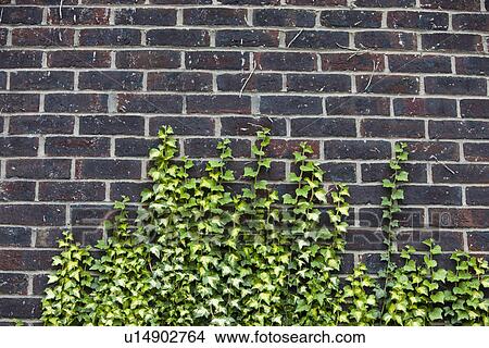 Concrete wall with ivy growing up it View Large Photo Image Picture - Concrete wall with ivy growing up it. Fotosearch