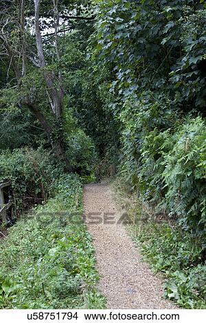 Country Lane in British Countryside View Large Photo Image Picture - Country Lane in British Countryside. Fotosearch