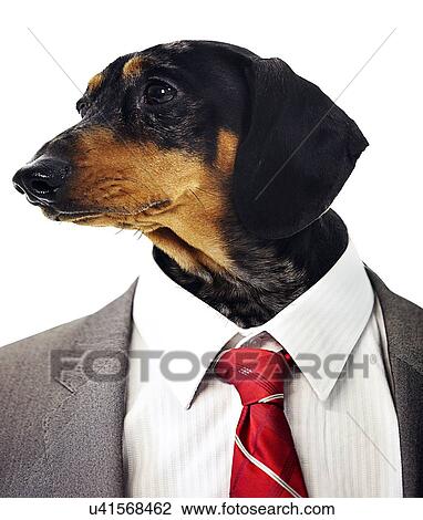 Dachshund head on businessman's body View Large Photo Image Stock Image - Dachshund head on businessman's body . Fotosearch
