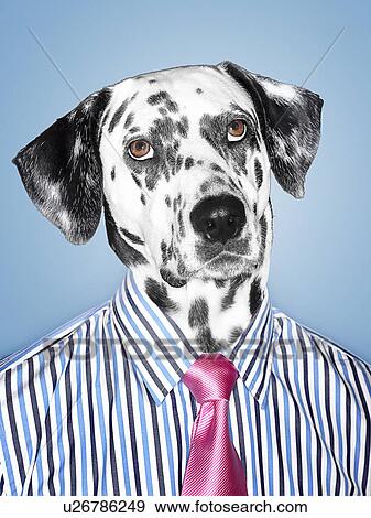 Dalmatian Businessman looking at camera View Large Photo Image Stock Photo - Dalmatian Businessman looking at camera . Fotosearch