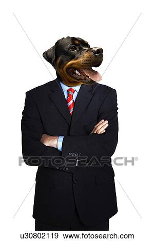 Stock Photo - Doberman Businessman standing with arms folded. Fotosearch