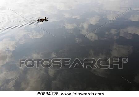 Stock Photograph - Duck on lake. Fotosearch