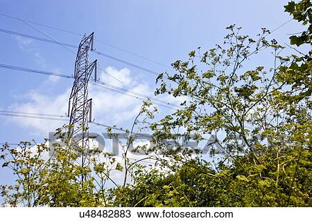Electricity Pylon above trees View Large Photo Image Stock Image - Electricity Pylon above trees. Fotosearch