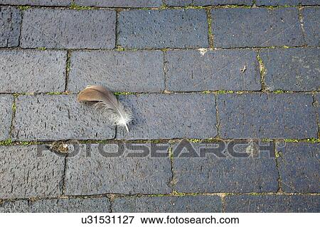 Feather lying on the ground View Large Photo Image Stock Photo - Feather lying on the ground. Fotosearch