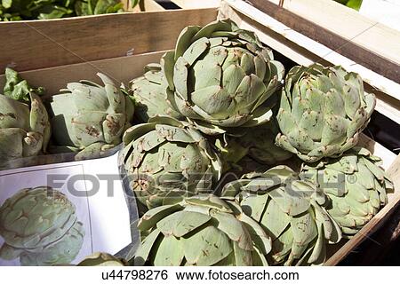 Fresh artichoke in container at market View Large Photo Image Stock Photograph - Fresh artichoke in container at market. Fotosearch