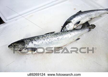 Picture - Freshly caught fishes on ice. Fotosearch