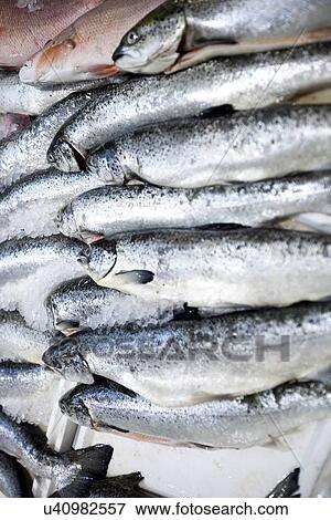 Stock Photo - Full frame shot of freshly caught fishes. Fotosearch