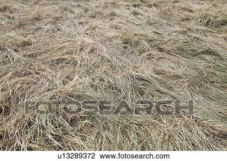 Full frame shot of straw View Large Photo Image Stock Image - Full frame shot of straw. Fotosearch