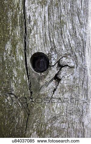 Stock Photography - Full frame shot of tree trunk with hole. Fotosearch