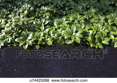 Green plants View Large Photo Image Stock Photo - Green plants. Fotosearch