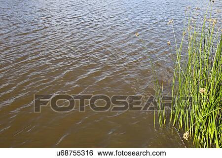 High angle view of plants growing in lake View Large Photo Image Stock Photograph - High angle view of plants growing in lake. Fotosearch