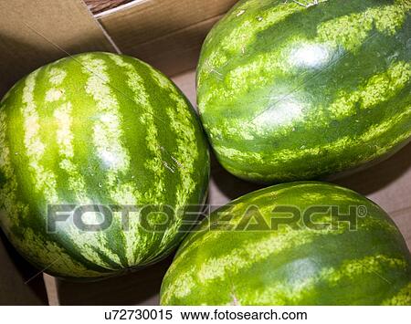 High angle view of watermelons in grocery store View Large Photo Image Stock Photography - High angle view of watermelons in grocery store. Fotosearch