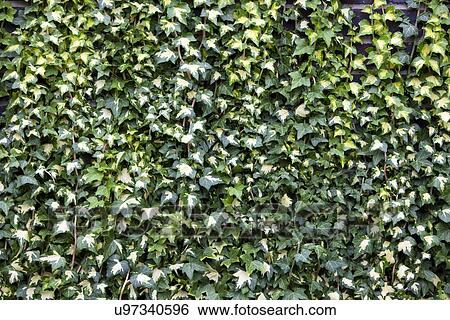 Ivy View Large Photo Image Stock Photograph - Ivy. Fotosearch
