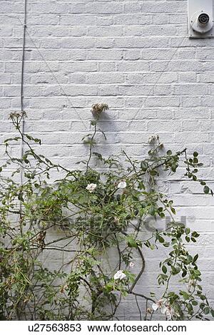 Plant growing against white brick wall View Large Photo Image Stock Image - Plant growing against white brick wall. Fotosearch
