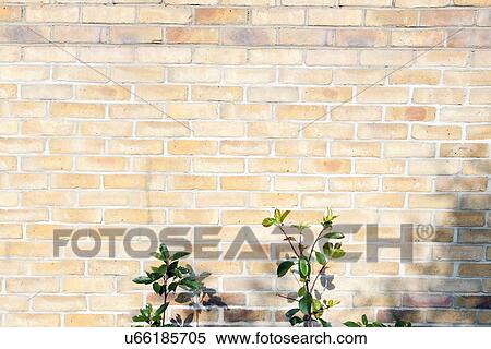 Plant on a brick wall View Large Photo Image Stock Photography - Plant on a brick wall. Fotosearch