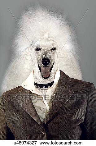 Stock Photo - Poodle Businesswoman laughing at the camera. Fotosearch