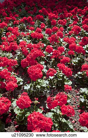 Stock Image - Red flowers . Fotosearch