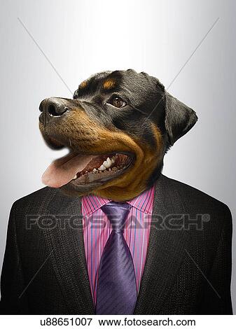 Stock Photo - Rottweiler Dog dressed up as formal business man . Fotosearch