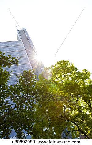 Skyscraper seen though trees View Large Photo Image Stock Image - Skyscraper seen though trees. Fotosearch