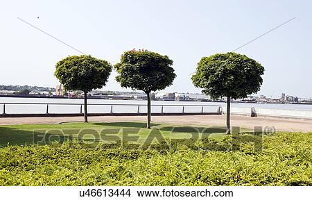 Picture - Three trees planted by river in city. Fotosearch